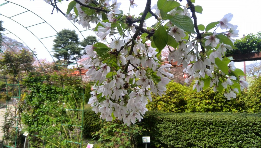 f:id:lacucaracha:20150412140950j:plain f:id:lacucaracha:20150412140950j:plain