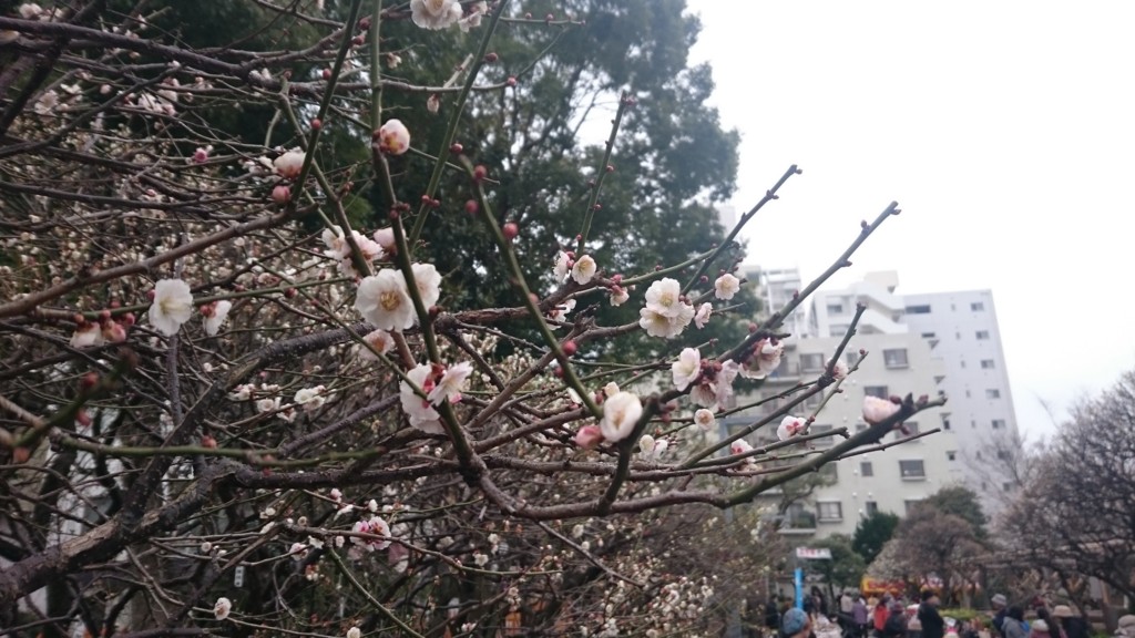 f:id:lacucaracha:20160306134646j:plain f:id:lacucaracha:20160306134646j:plain