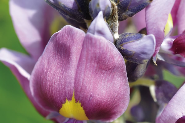 葛の花イソフラボンサプリで脂肪を減らす