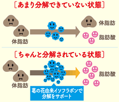 サプリの機能性