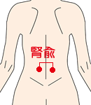 jinyu 腎兪