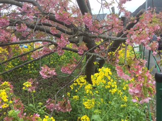 河津桜まつり会場