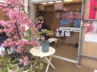 河津桜の苗木が販売されていました