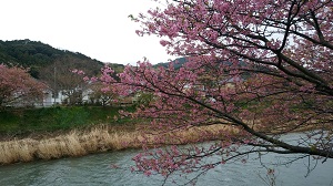 河津桜まつり。見頃は過ぎた上にあいにくの空模様でしたが、雰囲気は楽しめましたよ。