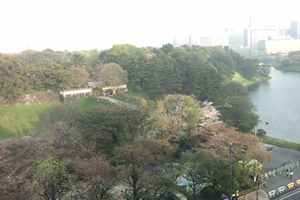 春霞（？）半蔵門の手前の桜は少し残っていました