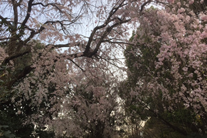 ほとんど葉桜になっていましたが、中にはまだ花を見られる木も。