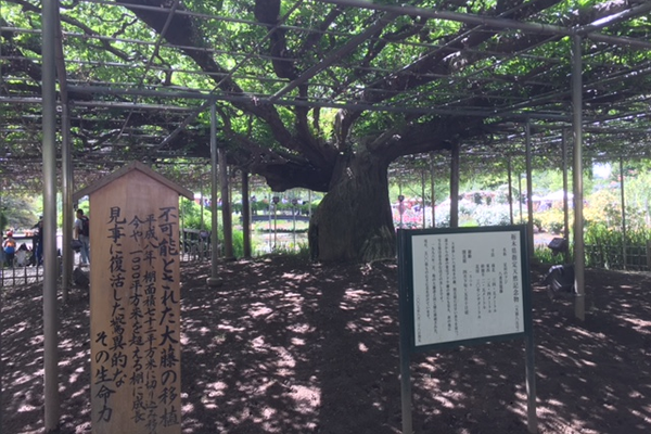 栃木県指定天然記念物　大藤