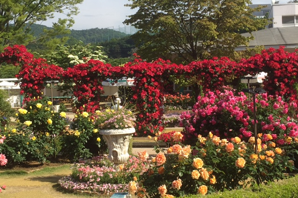 見頃のバラはバラは500種、2500株