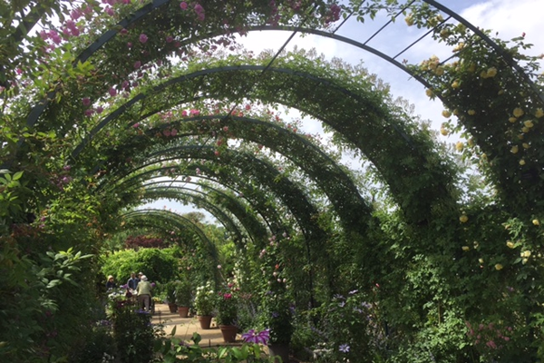 バラのトンネル作成中