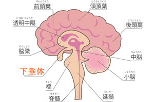 下垂体とは