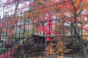 隣の空き地の紅葉が見事