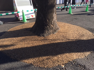 木の根元はふかふか