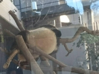 シャンシャンはお昼寝中
