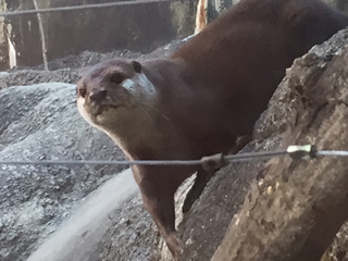コツメカワウソ