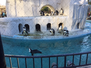 ペンギン