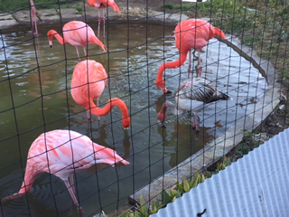 ピンクでないフラミンゴは幼鳥？