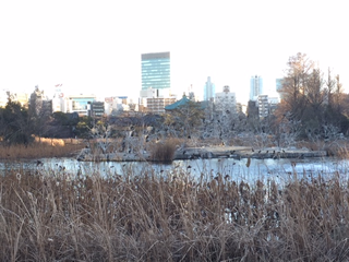 忍ばずの池のカワウたち