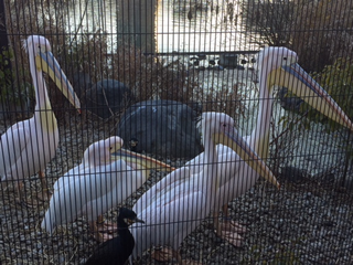 コウノトリとカワウ