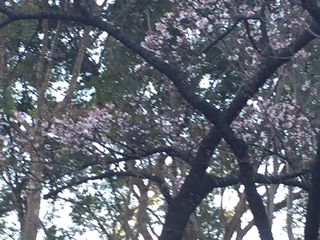 五分咲きの彼岸桜