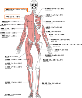参考：主な全身の筋肉
