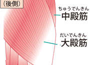 大殿筋、中殿筋
