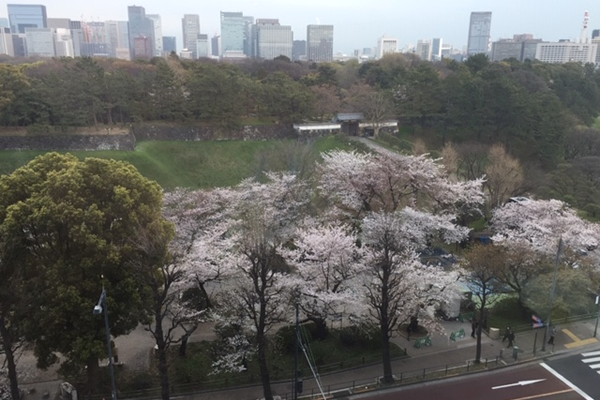 平成最後のお花見は新元号「令和」発表日～半蔵門の桜2019