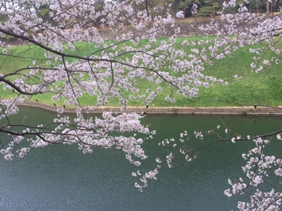半蔵壕にかかるサクラ