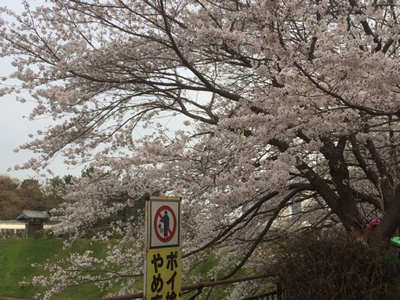 サクラに無粋な立て看板