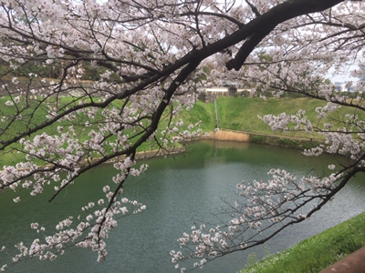 桜の間に半蔵門