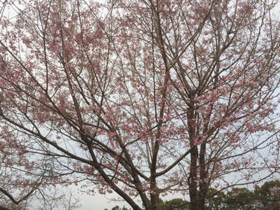 舞姫。ほとんどがソメイヨシノでごく淡いピンクの中、濃いピンクが目立ちます。