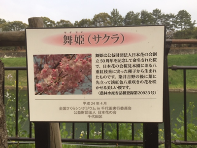 舞姫（サクラ）由来