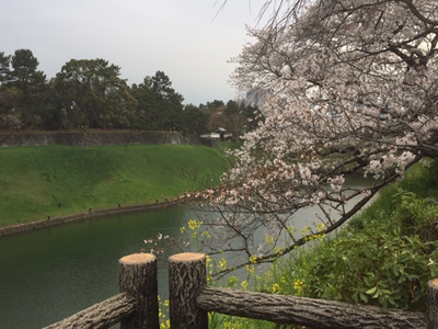 千鳥ヶ淵公園中程の見晴台から半蔵門方面