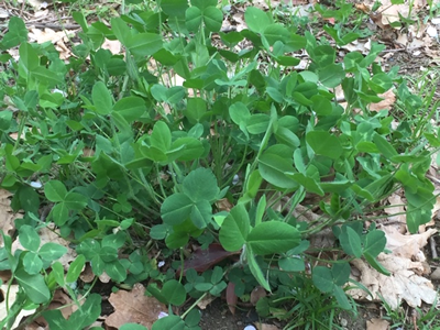 サクラの根本に大きなクローバーが