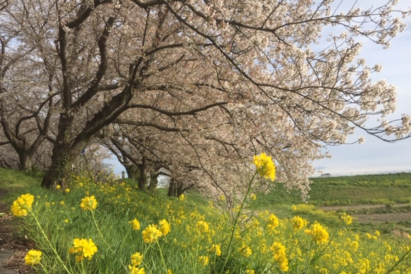 桜堤は満開です。嵐山町都幾川桜堤、吉見町さくら堤公園の桜のトンネル