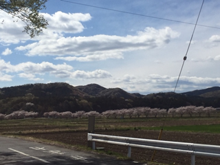 嵐山町、都幾川の桜堤遠景