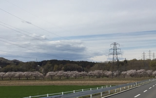 都幾川桜堤のどかな田園風景