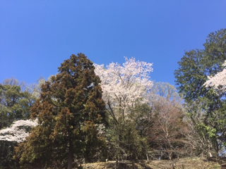 小川日赤病院駐車場上の桜