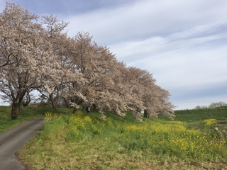 吉見町さくら堤公園。右側緑のところは県道33号線