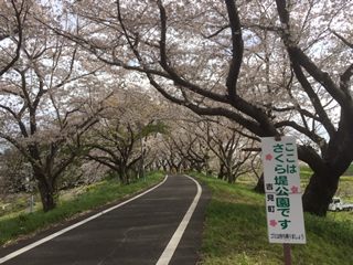 さくら堤公園