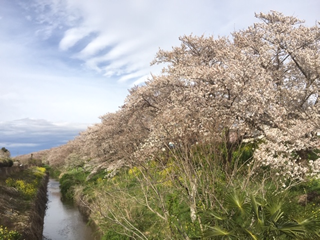 1.8kmの桜のトンネル