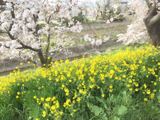 桜と菜の花のコントラストがきれい