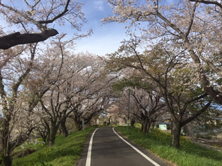 置くまで行けばもっと素敵な桜のトンネルにあえたかな