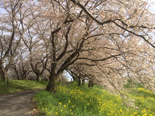 大きな桜の木がたくさん！