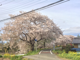 左に降りると橋