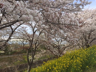 続く桜のトンネル