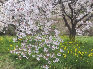 強風で枝が大揺れする桜