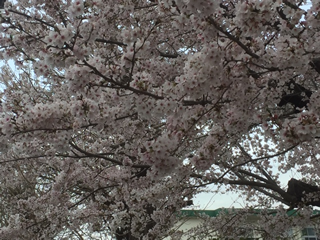 小学校入学式当日の桜