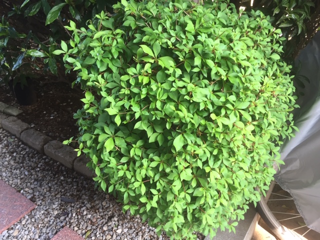 ツンツンした若芽から大きくしたドウダンツツジ