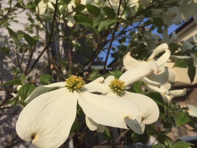 ご近所の花巡り散歩写真集～春の花たちと初夏のきざし