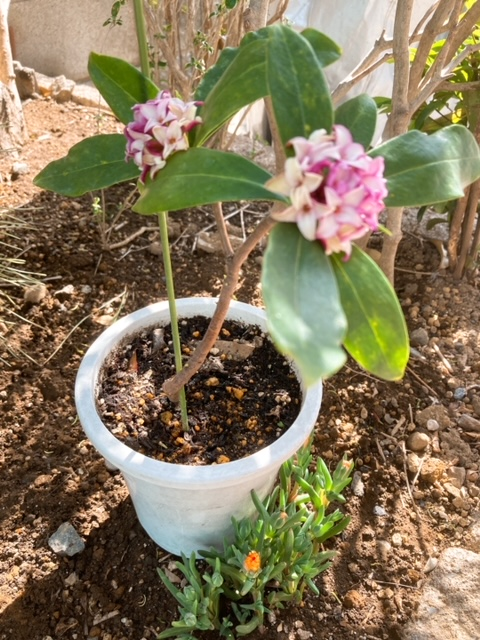 挿し木で根付いた1本に2輪の花が咲きました